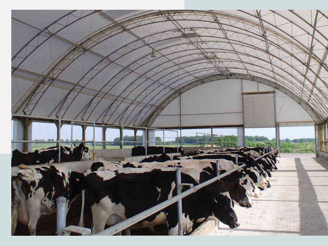 Тентовые коровники в Миассе